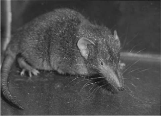 Suncus murinus 1.png