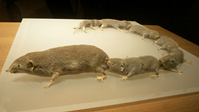 Suncus murinus 2.png