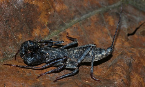interesting_facts_about_vinegaroon5.jpg