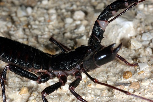 interesting_facts_about_vinegaroon2.jpg