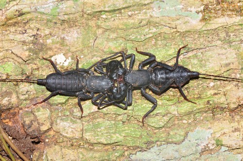 interesting_facts_about_vinegaroon4.jpg
