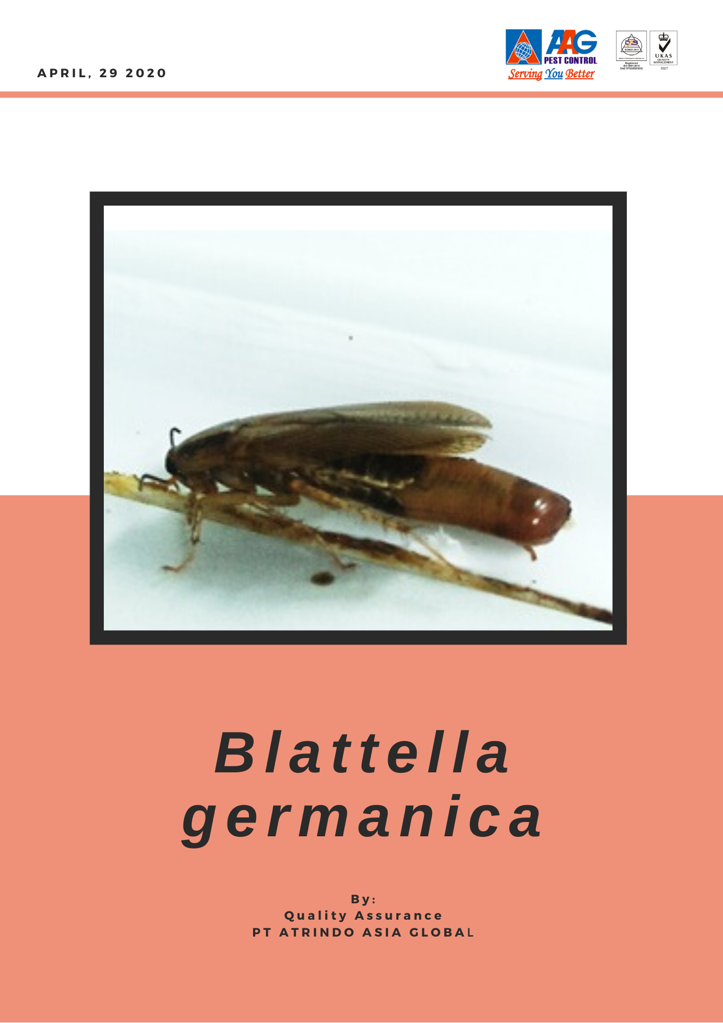 Blattella.png