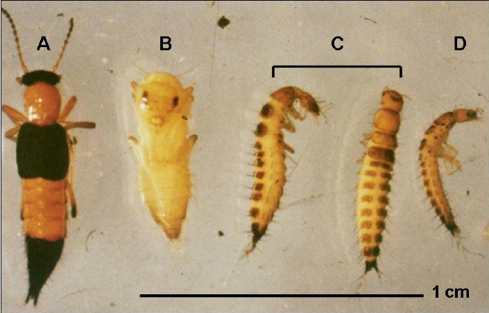 Adult-A-pupa-B-second-instar-C-and-first-larval-instar-D-of-Paederus.png