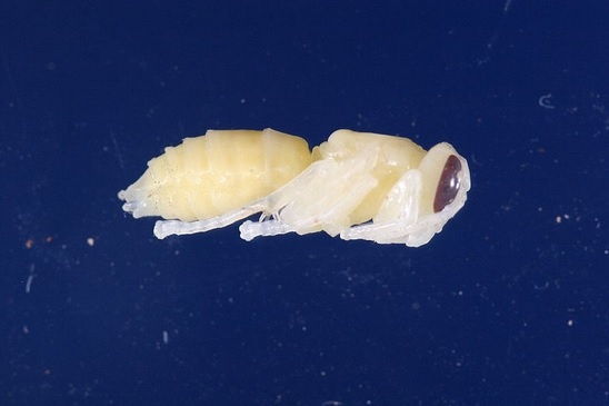 pupae (548x365).jpg