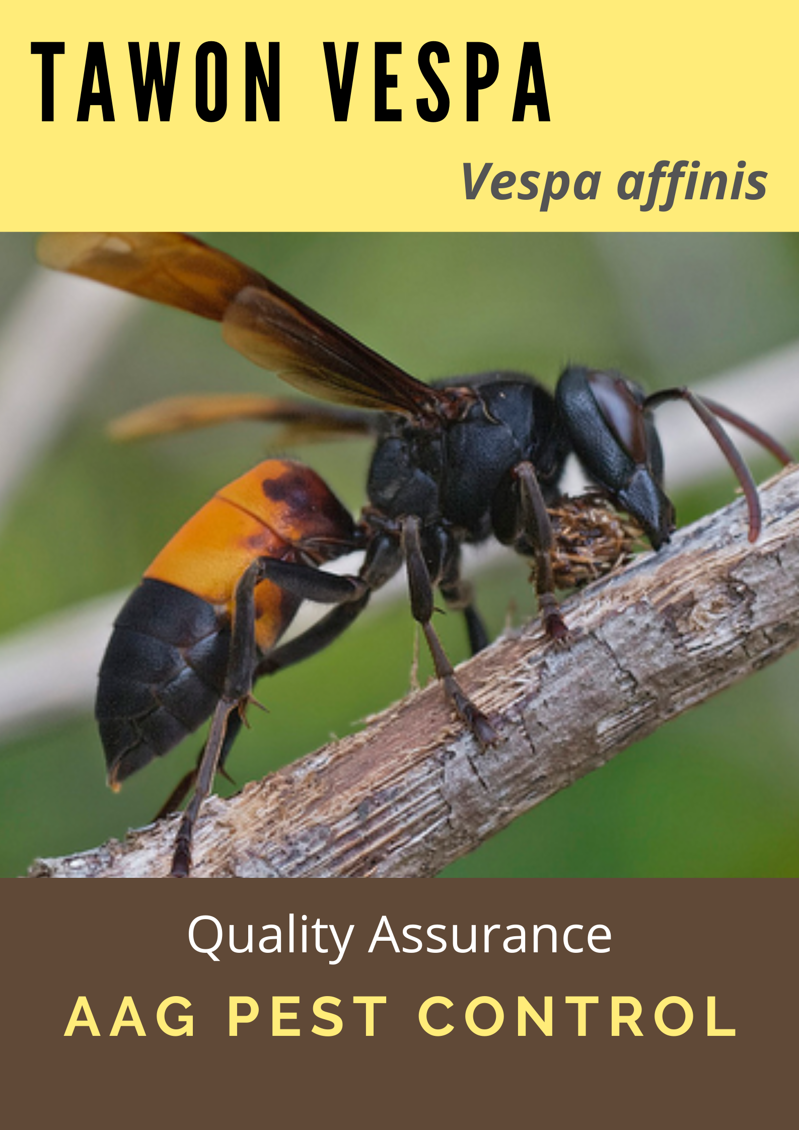 Cover Vespa affinis.png