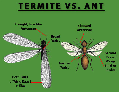 termite-vs-ant-new.jpg