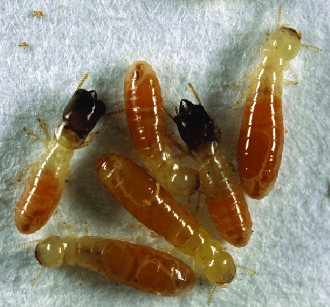 Cryptotermes-sp-Kalotermitidae.png