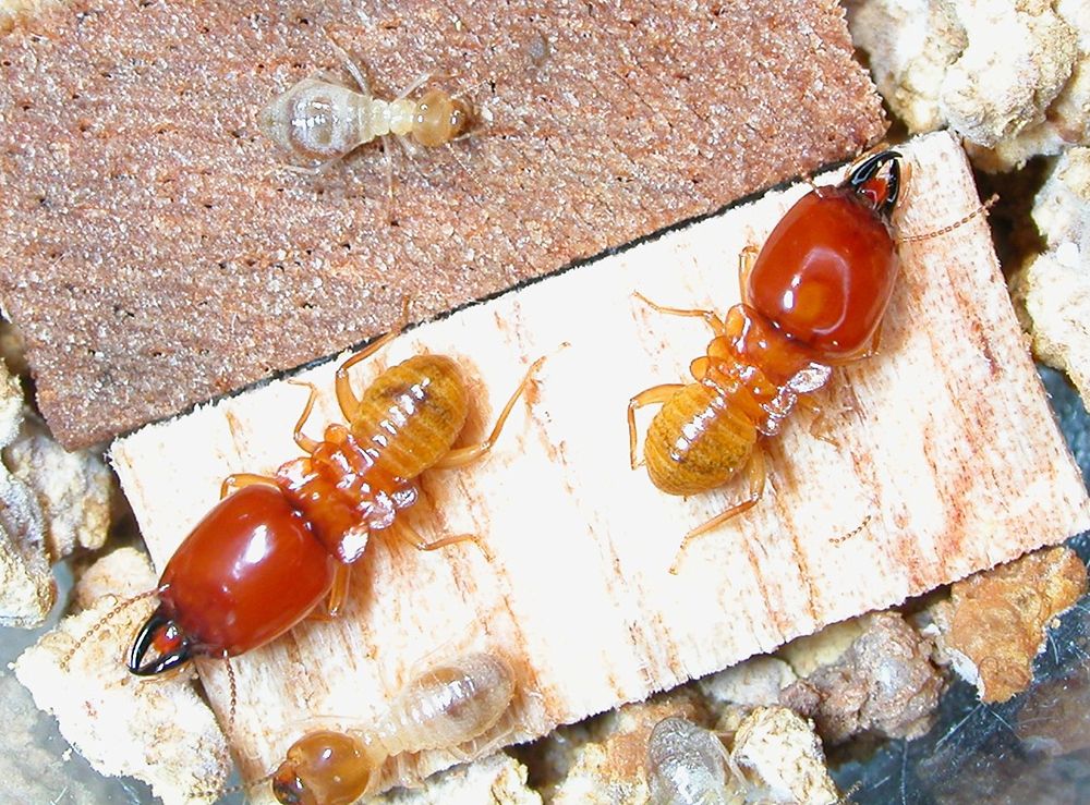 macrotermes-gilvus.jpg