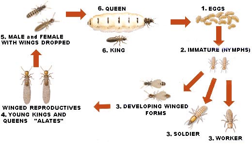 termite-lifecycle.jpg