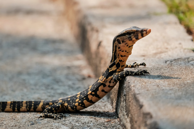 baby-varanus-salvator-try-climb-up-walk-way_48527-17.jpg