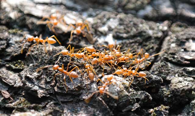 habitat semut.jpg