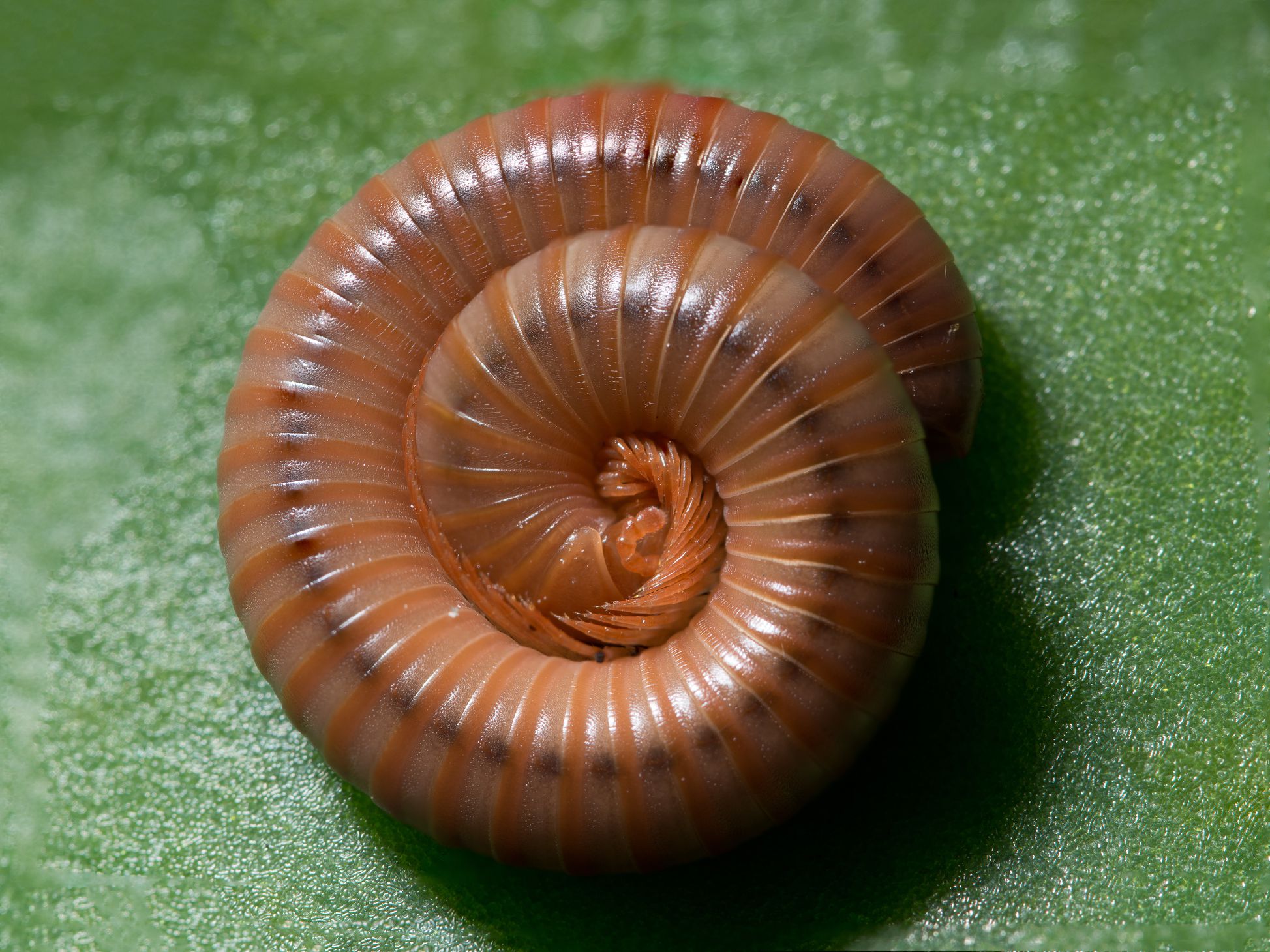 millipede-58f274db5f9b582c4d5a8309.jpg