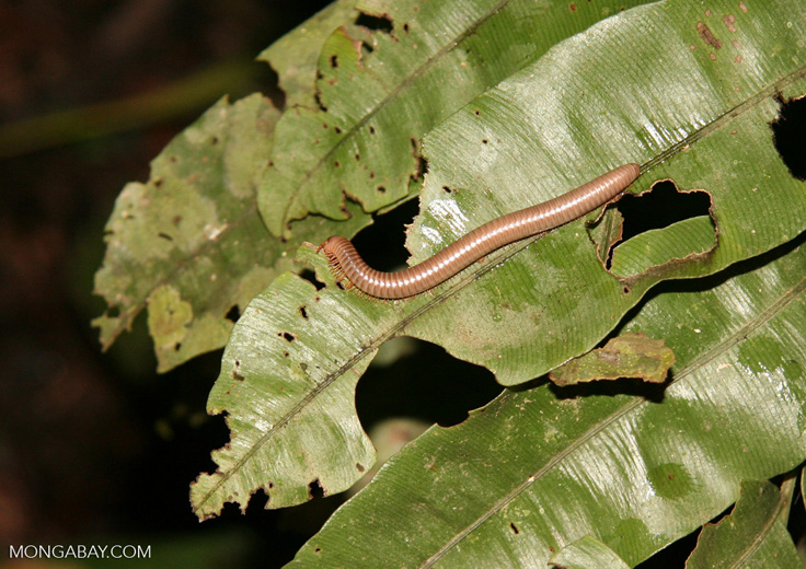 Tambopata_1026_3791.jpg