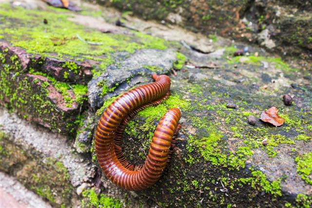 640-518114466-omnivorous-millipede.jpg