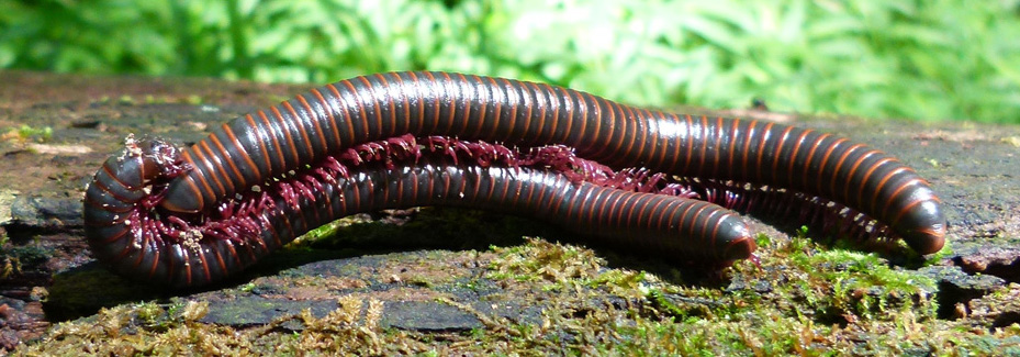 millipedes-mating-P1220702c.jpg